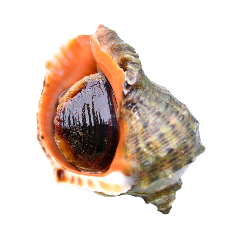 果鲜水香 野生鲜活海螺