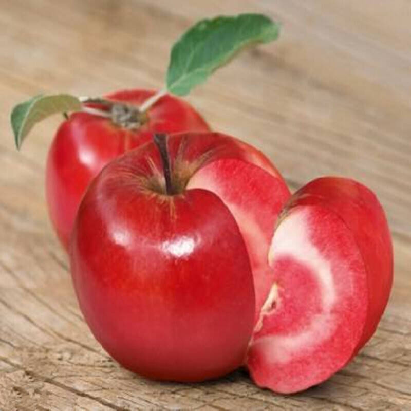 门可罗雀 优质红肉苹果二年苗