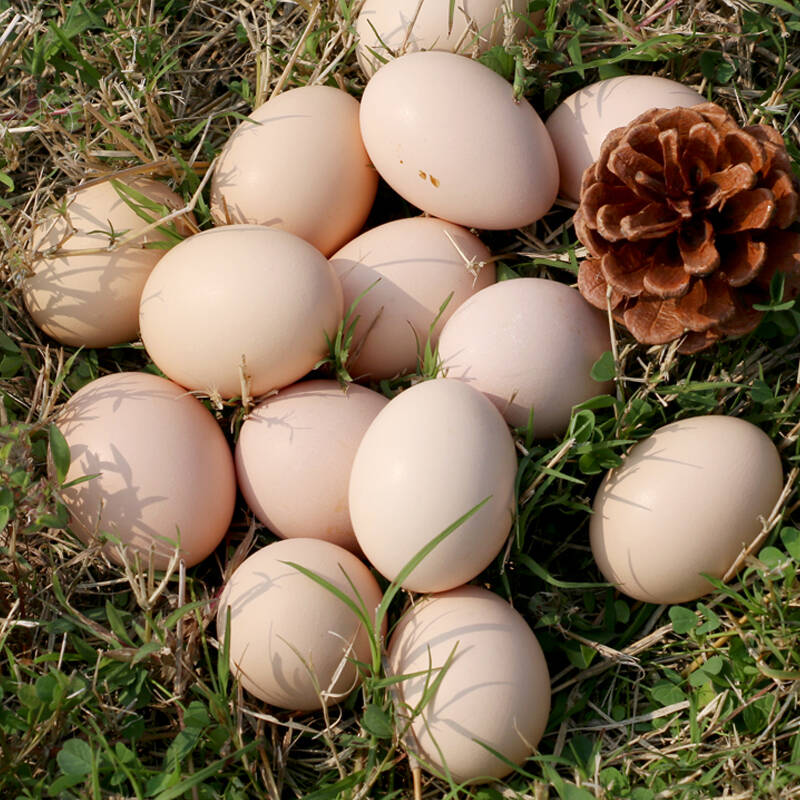 农谣 果林散养土鸡蛋
