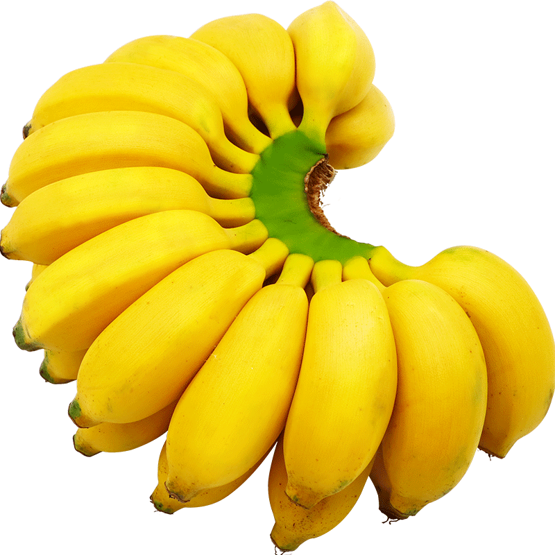 广西小米蕉当季新鲜10斤自然熟芭蕉