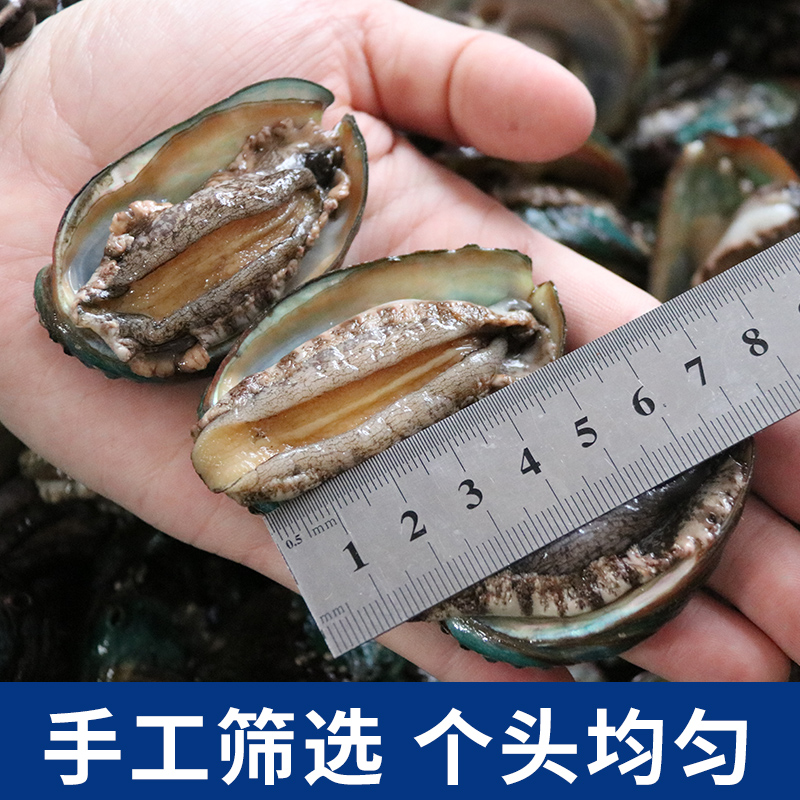 鲜活青岛20头-28水产生鲜鲜鲍鱼