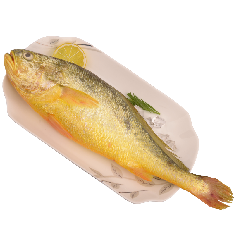 3条新鲜大黄花鱼海鲜水产鲜活冷冻黄鱼大海鱼海鲜鱼类生鲜水产品