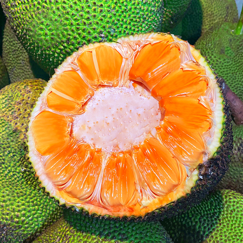 越南进口红肉菠萝蜜一整个红心波罗蜜新鲜水果5-15斤当季包邮整箱