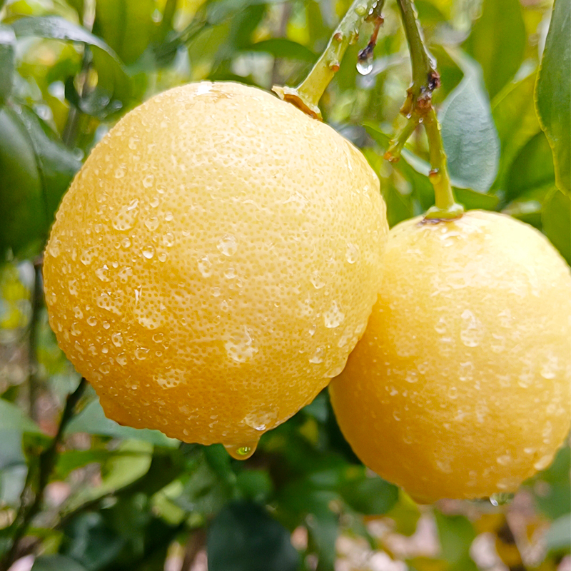 安岳当季水果一级大果批发片黄柠檬