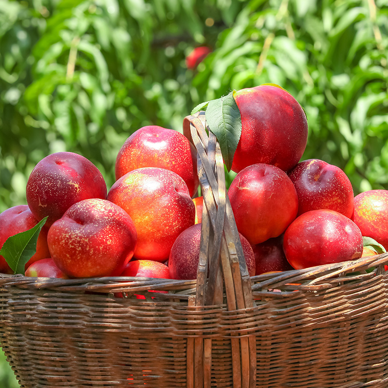 澳洲进口油桃5斤当季蜜桃新鲜桃