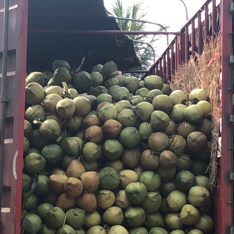 海南椰子带皮椰青新鲜椰子孕妇水果补羊水 热带当季整箱6个装椰汁