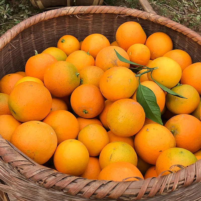 麻阳冰糖橙橙子10斤整箱包邮应季新鲜水果超甜果冻手剥锦蜜永兴柑