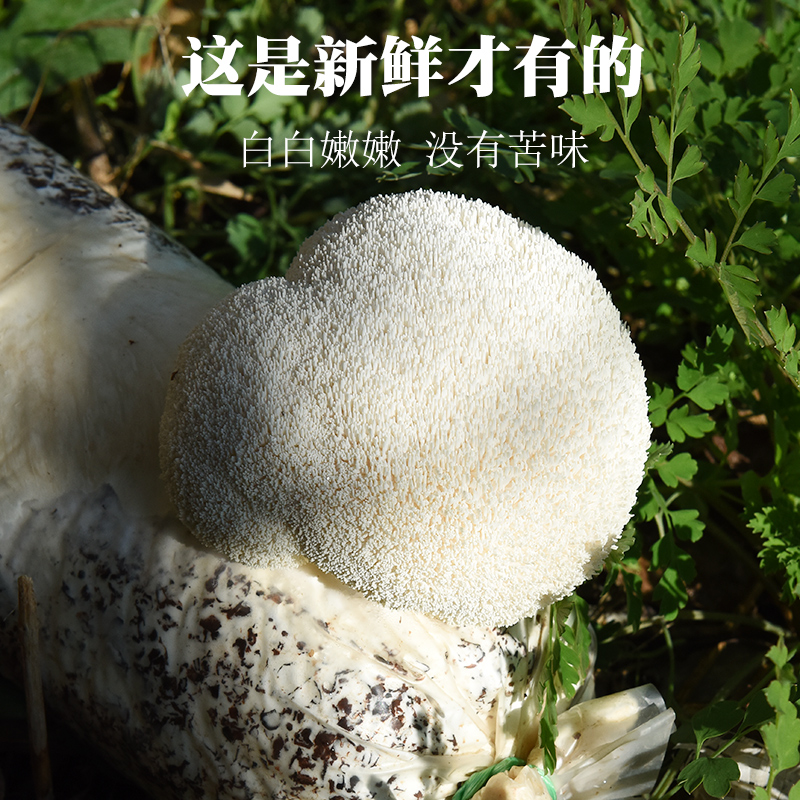 鲜烹烹新鲜猴头菇2斤古田约猴头菌