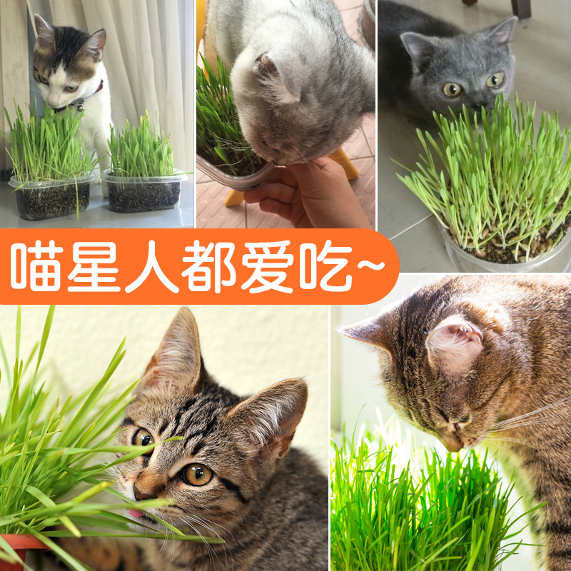 猫草种子水培猫薄荷猫零食除毛球化毛膏猫草种籽盆栽套装猫咪用品